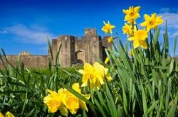Half Term and St. David's Day: