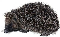 Hedgehogs charity: