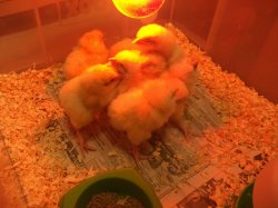 Our little chicks: