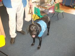 Year 1 and 2 visit from the guide dogs: