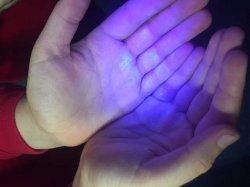 Year 6 Science Workshop: